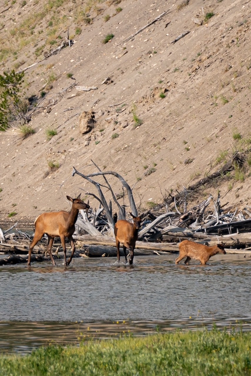 Cerfs wapitis traversant la rivière — Wyoming