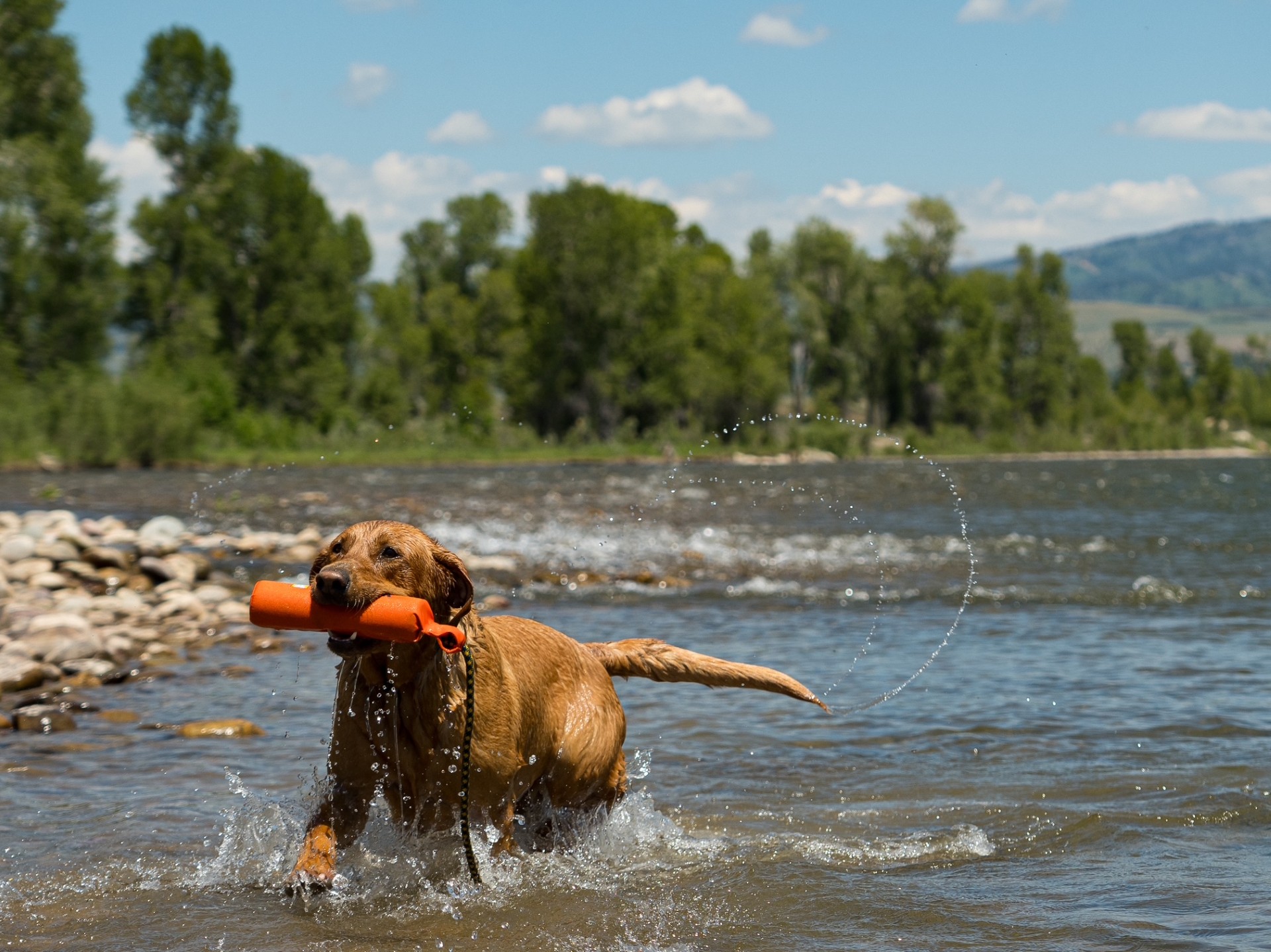 Whisky le labrador traverse la rivière — Wyoming