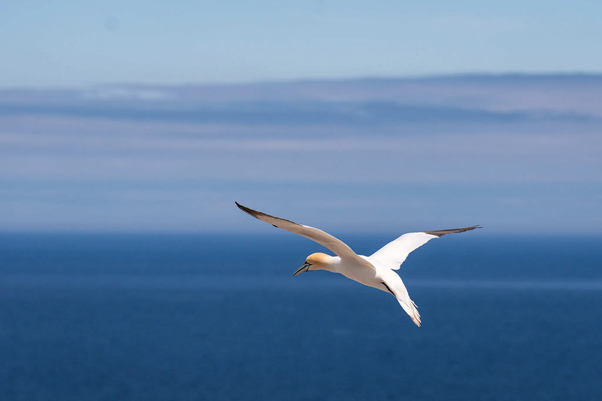 Fou de Bassan en vol au-dessus du Saint-Laurent — Gaspésie