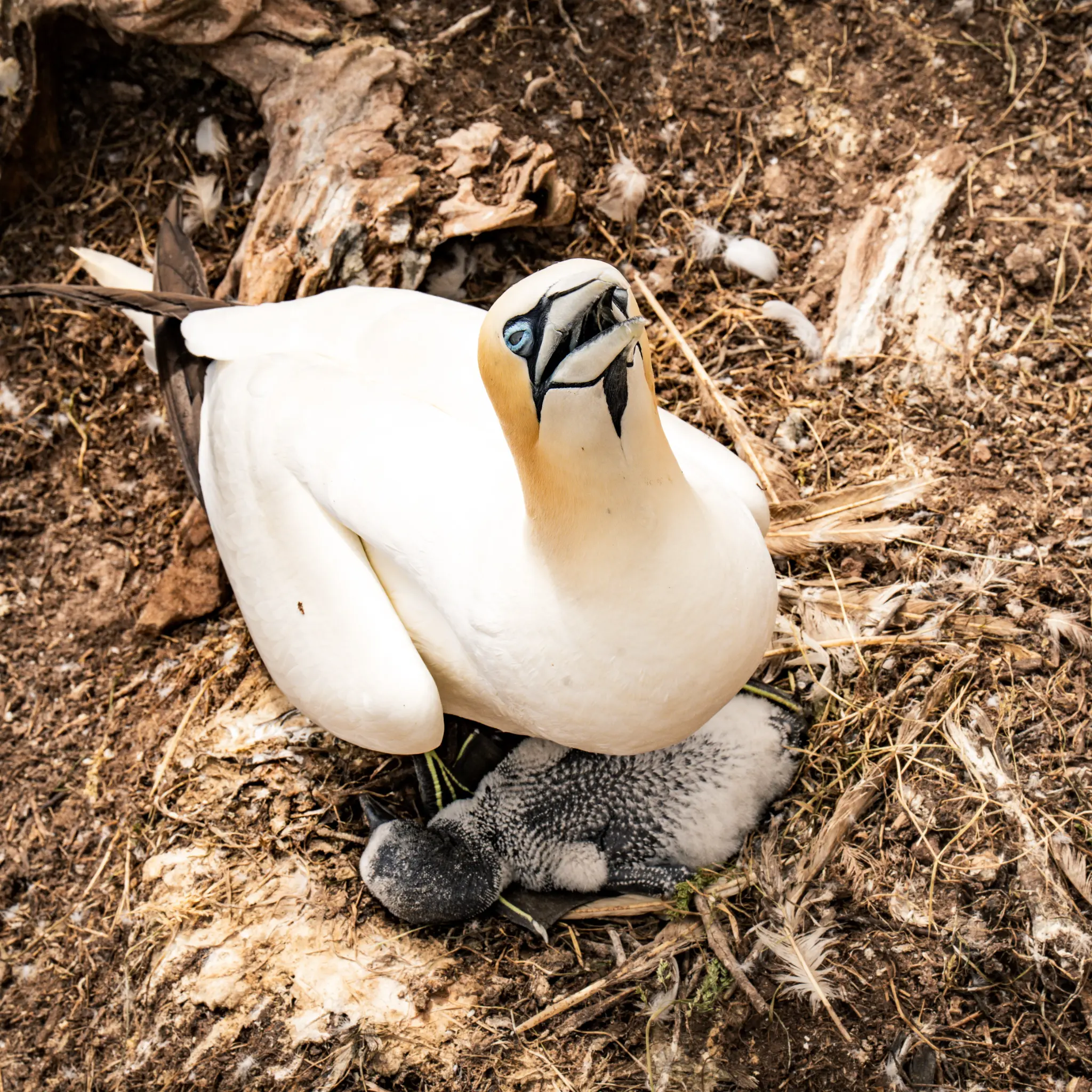 Fou de Bassan au nid avec son petit — Îles Lofoten