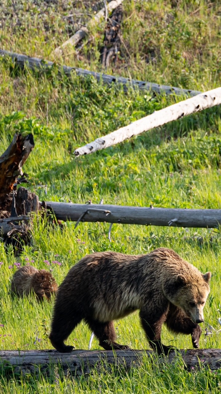Grizzly et ourson dans les prairies — Wyoming