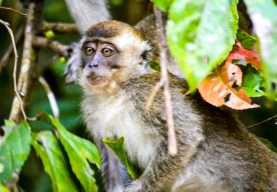 Singe macaque dans la forêt — Bornéo