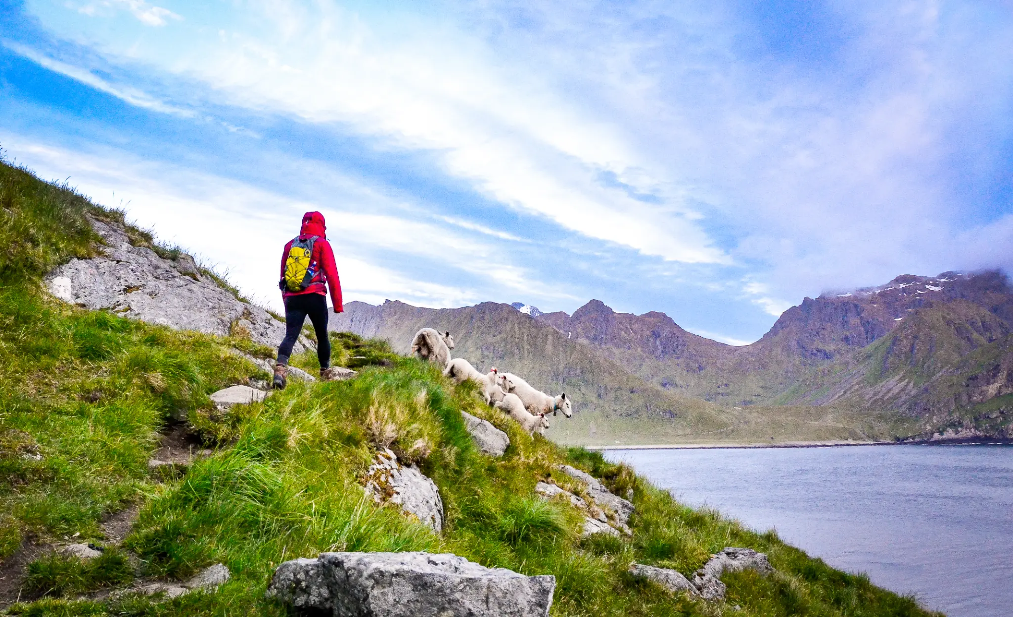 Randonneuse avec moutons sur les falaises des îles Lofoten — Norvège